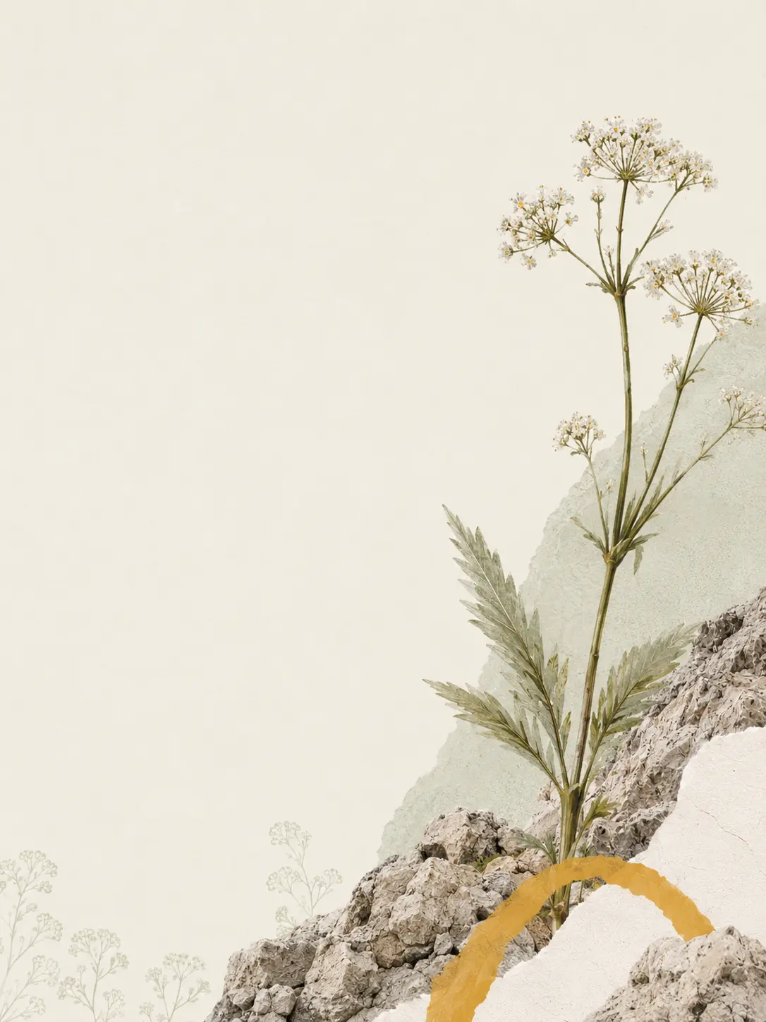 Draba blanca, símbol de col·laboració