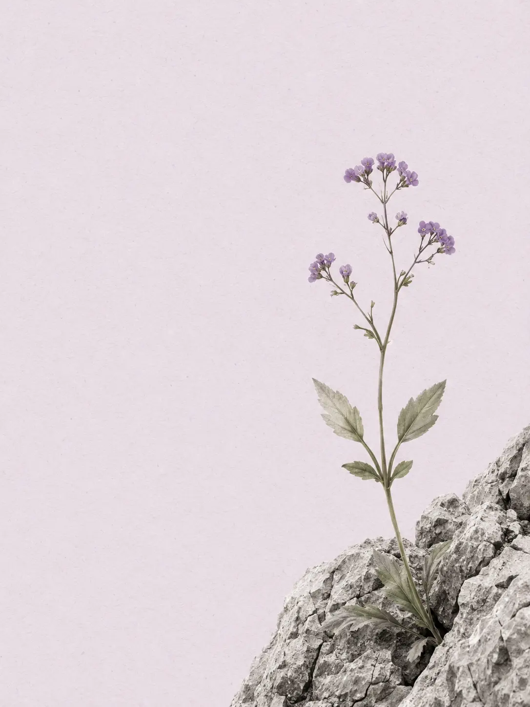 Draba lila entre roca, símbol d’orientació