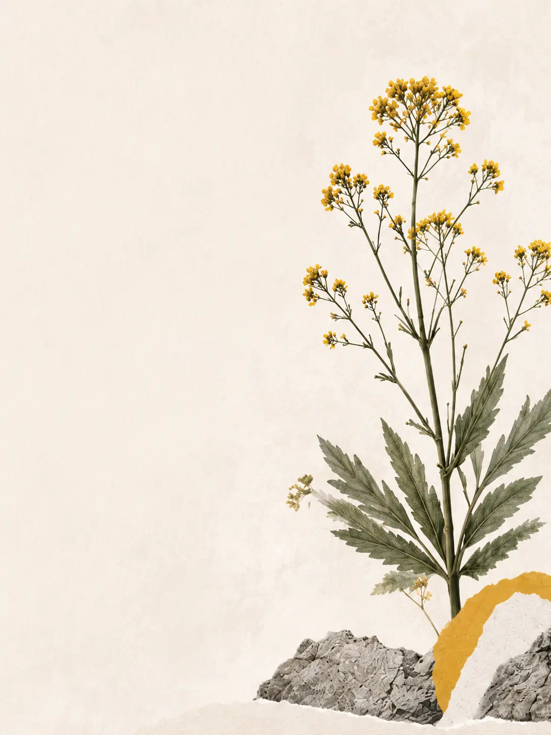 Draba daurada, símbol de prevenció